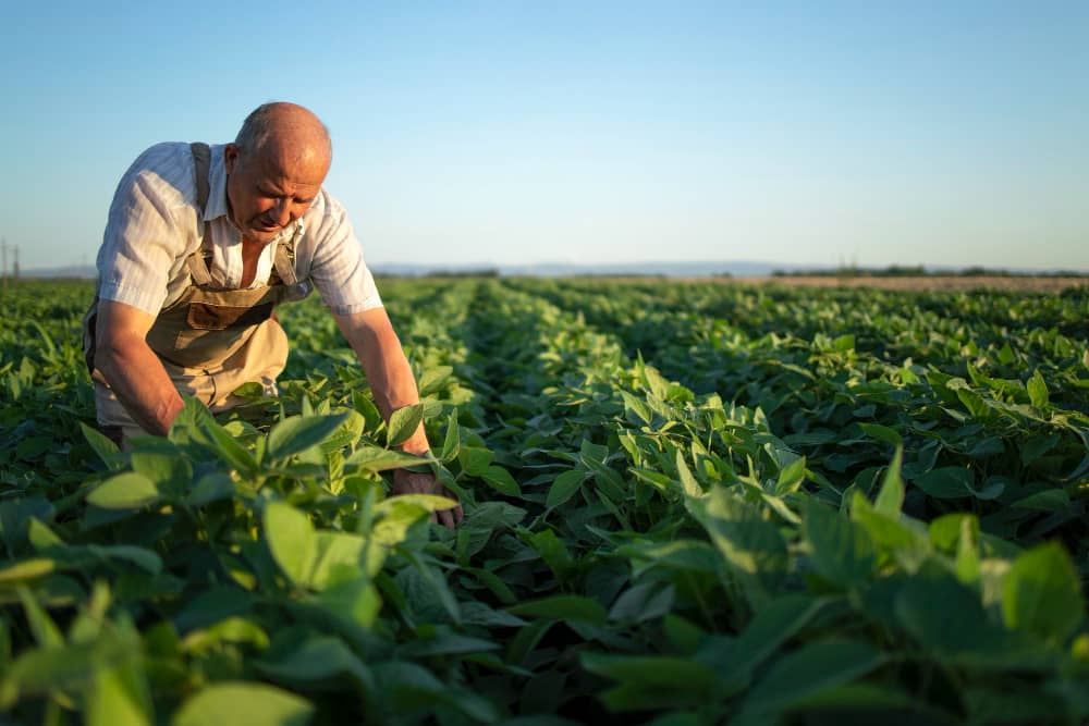 Hombre cosechando en el campo